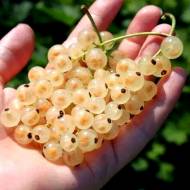 Саджанець Порічка Сніжанка в контейнері